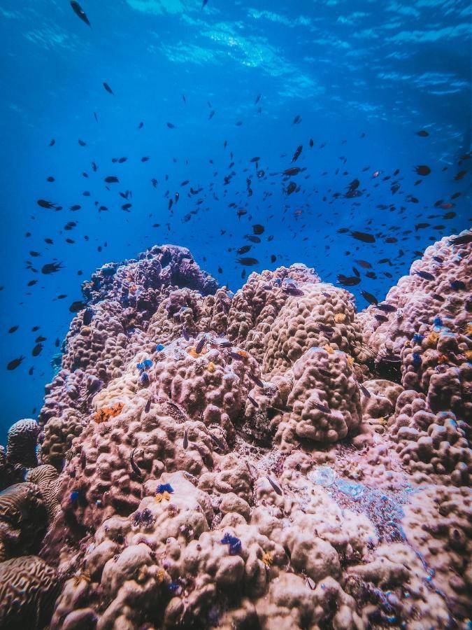 Dpm Koh Tao Diving Hotel & Bar Zewnętrze zdjęcie