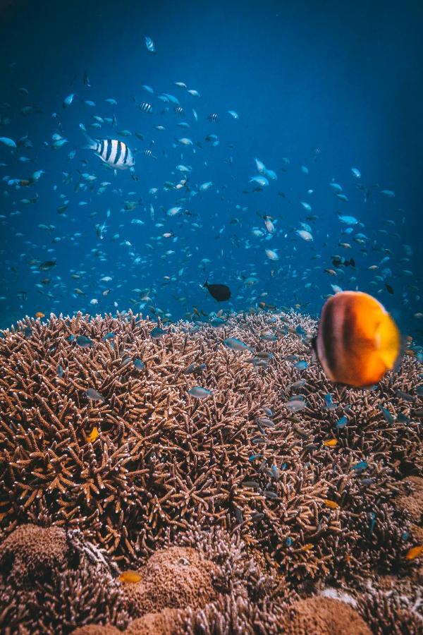 Dpm Koh Tao Diving Hotel & Bar Zewnętrze zdjęcie